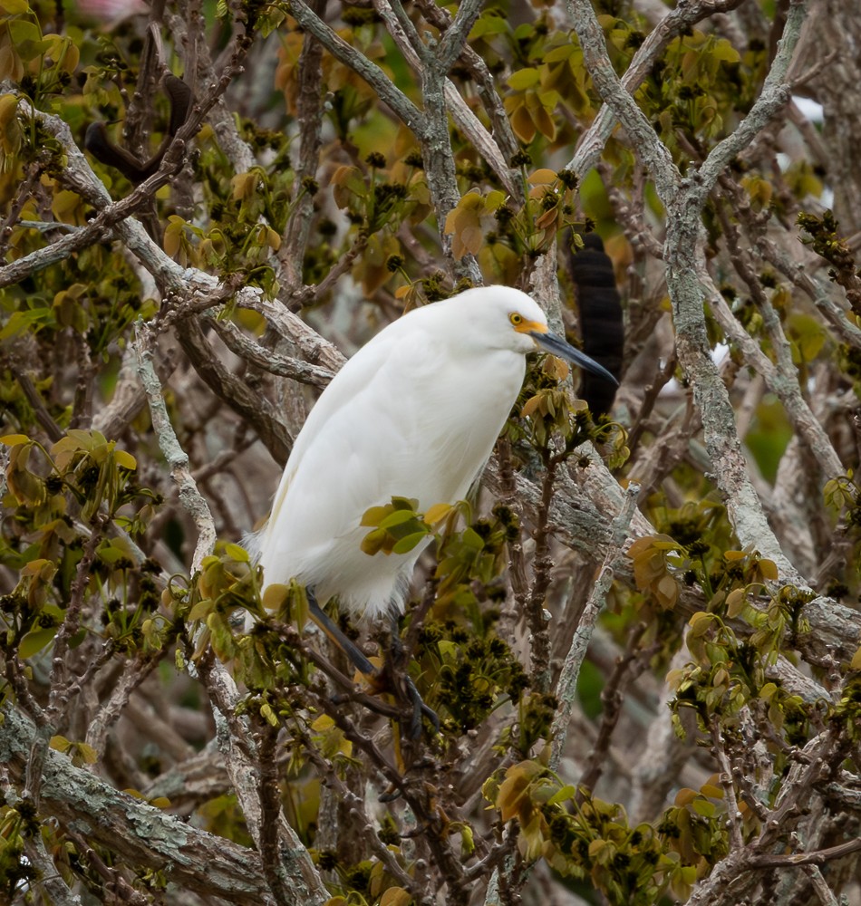 ユキコサギ - ML645546315