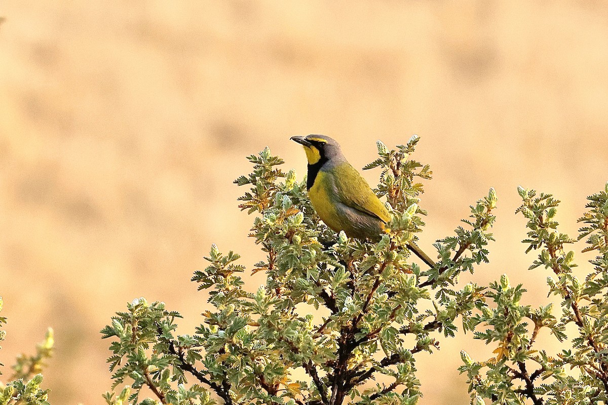 キノドミドリヤブモズ - ML645546316