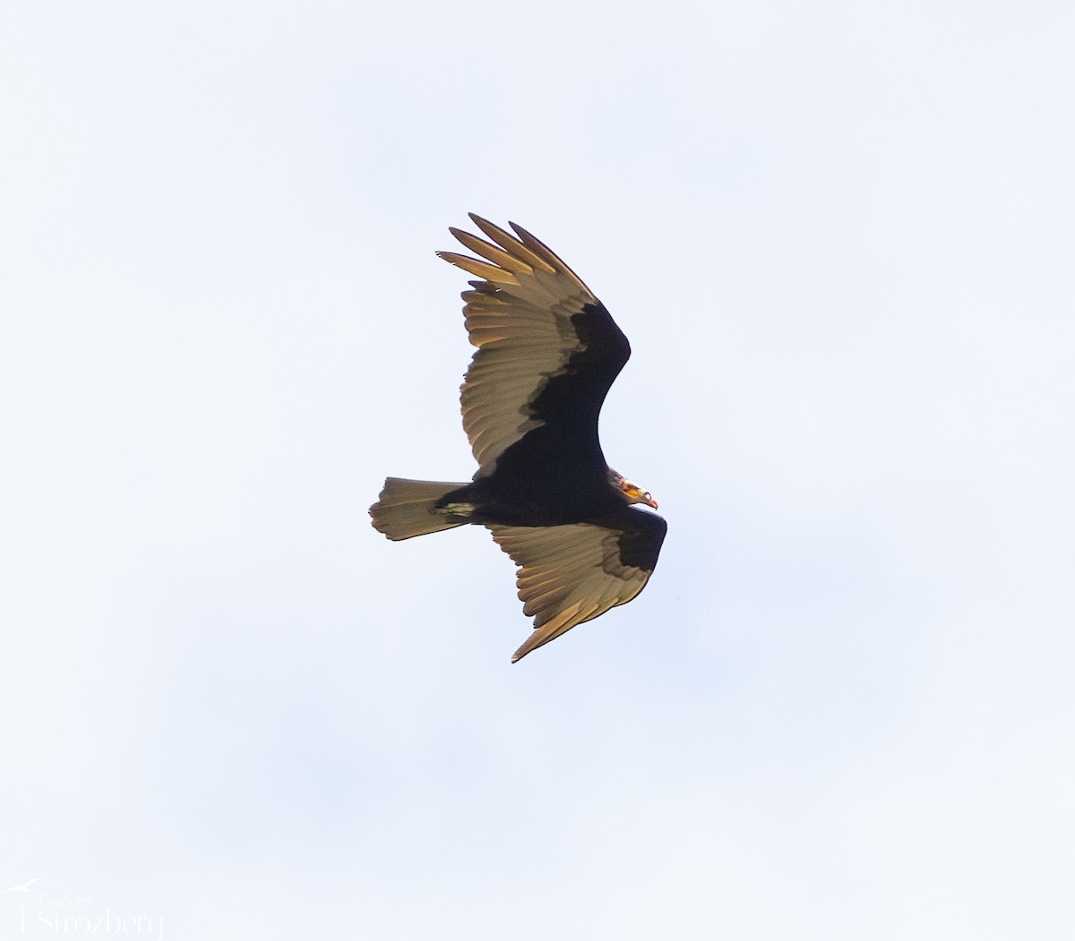 キガシラコンドル - ML645546317