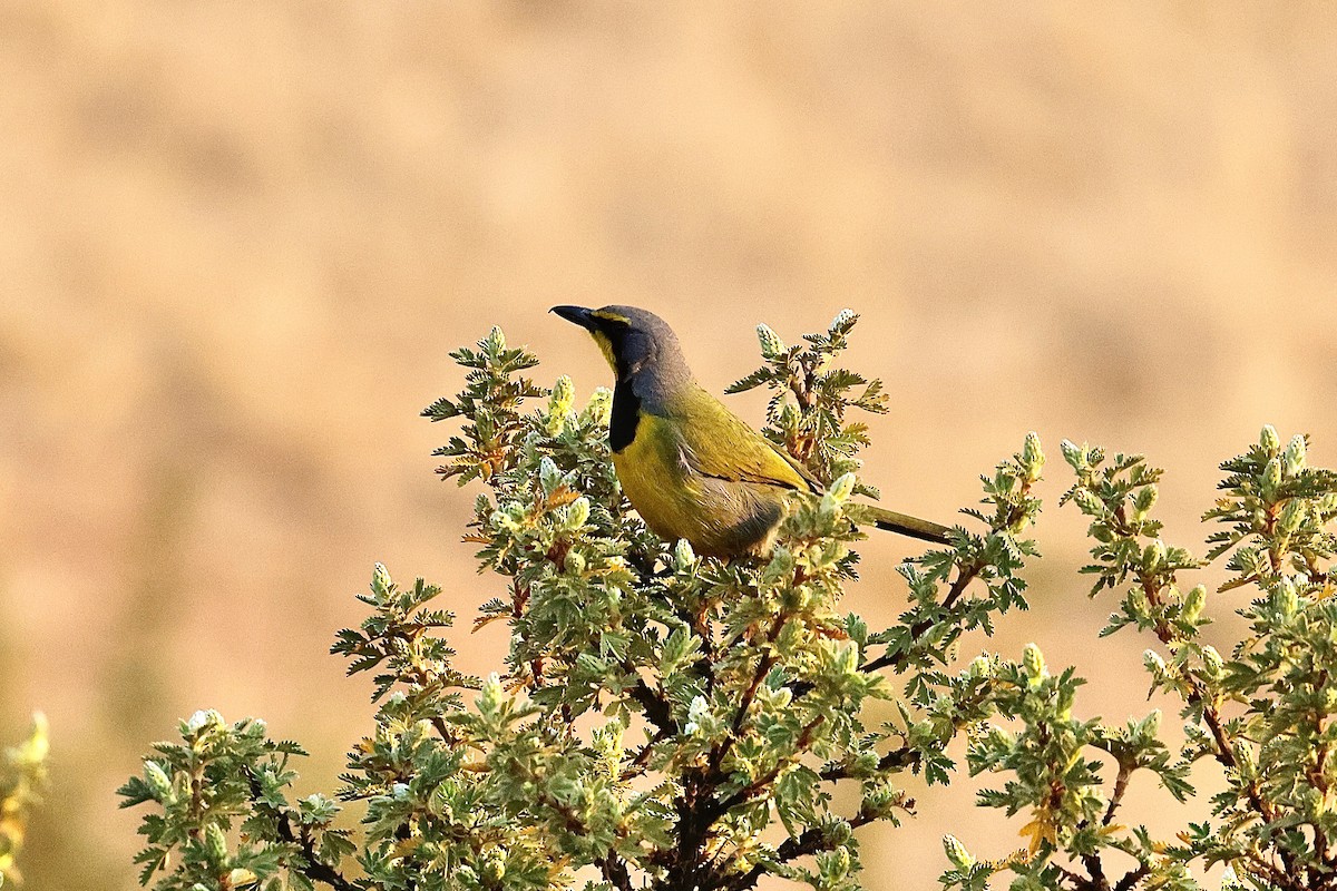 キノドミドリヤブモズ - ML645546318