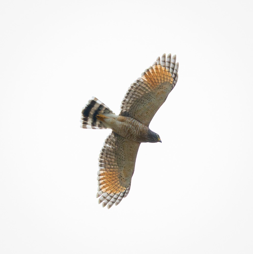 オオハシノスリ - ML645546319