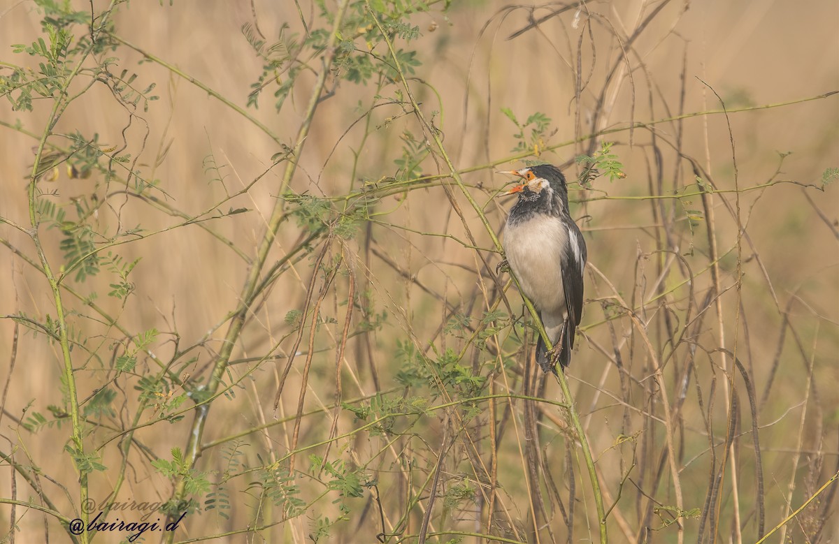 Indian Pied Starling - ML645546334