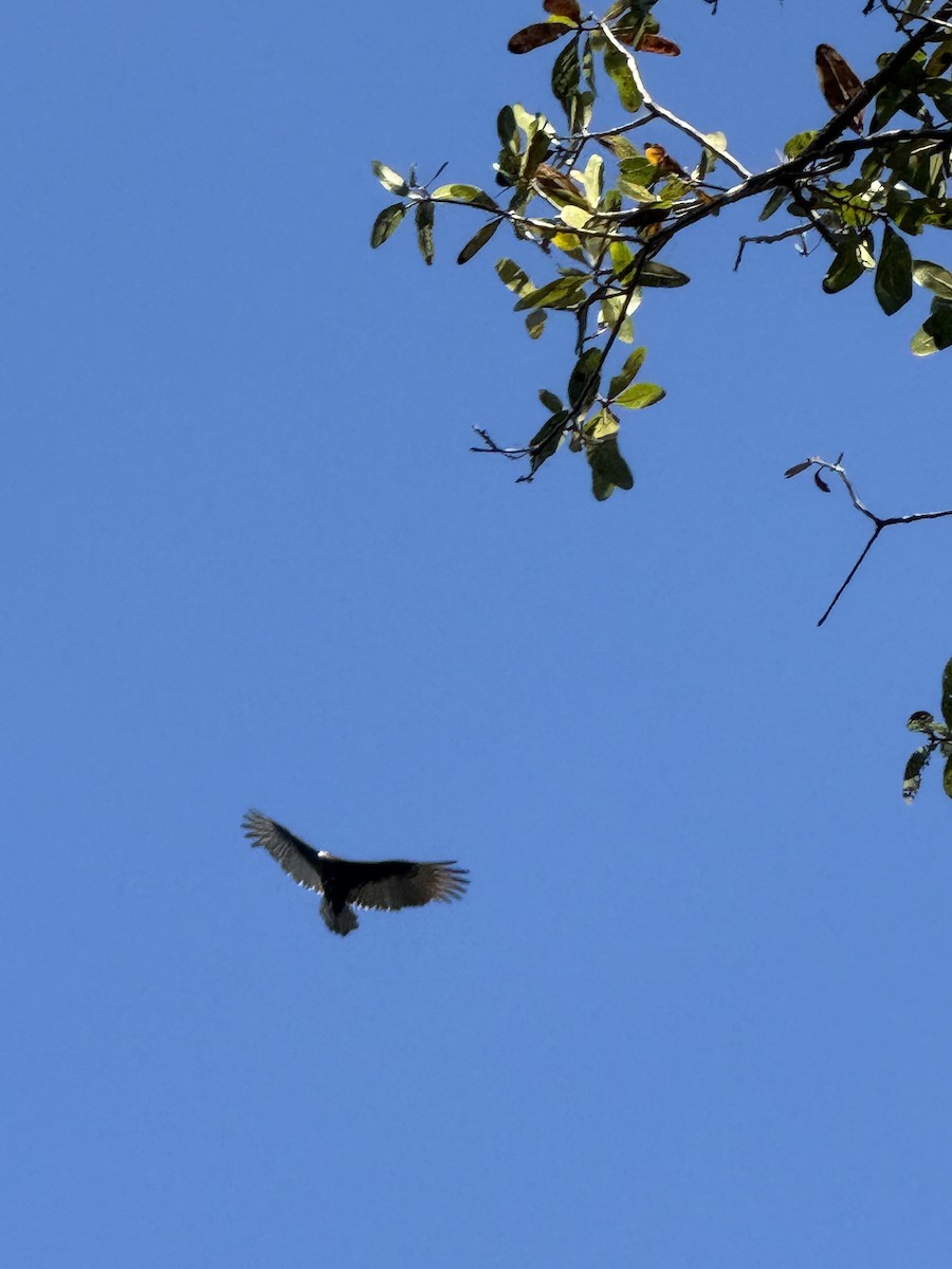 kondor krocanovitý - ML645546338