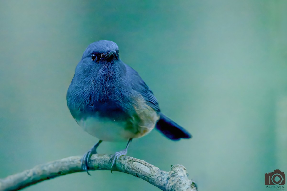 Alicorto Flanquirrufo - ML645546348