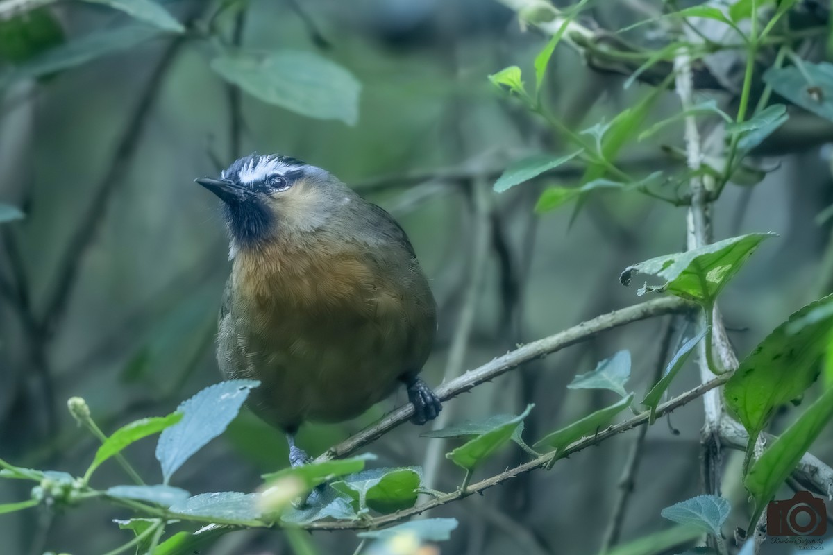 Nilgiri Laughingthrush - ML645546361