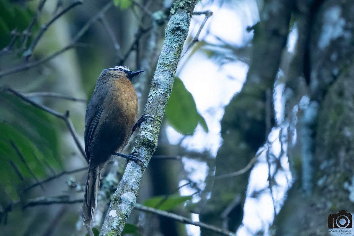 Nilgiri Laughingthrush - ML645546362