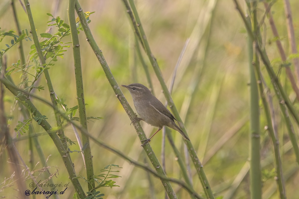 budníček temný - ML645546365