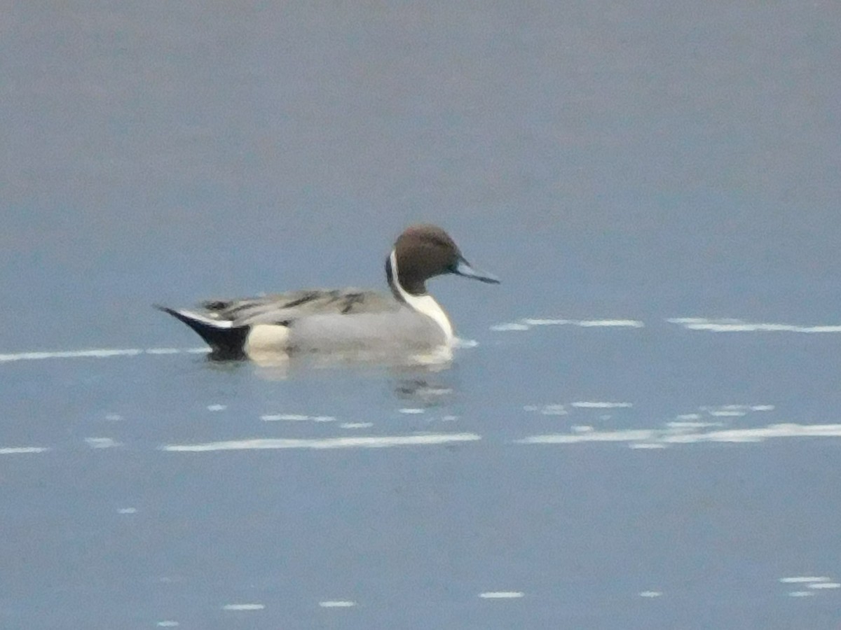 ostralka štíhlá - ML645546369