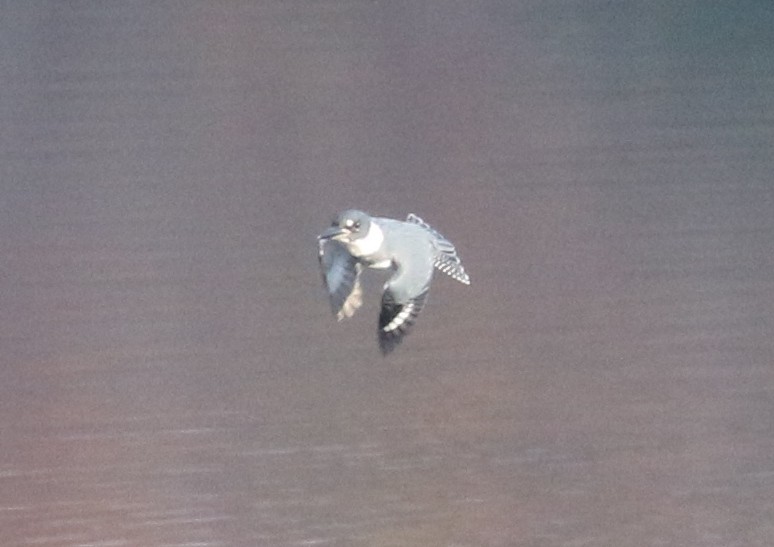 rybařík pruhoprsý - ML645546372