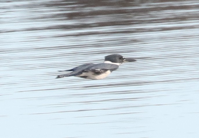 rybařík pruhoprsý - ML645546373