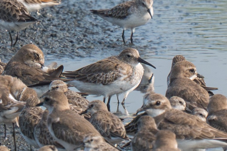 jespák obecný - ML645546374