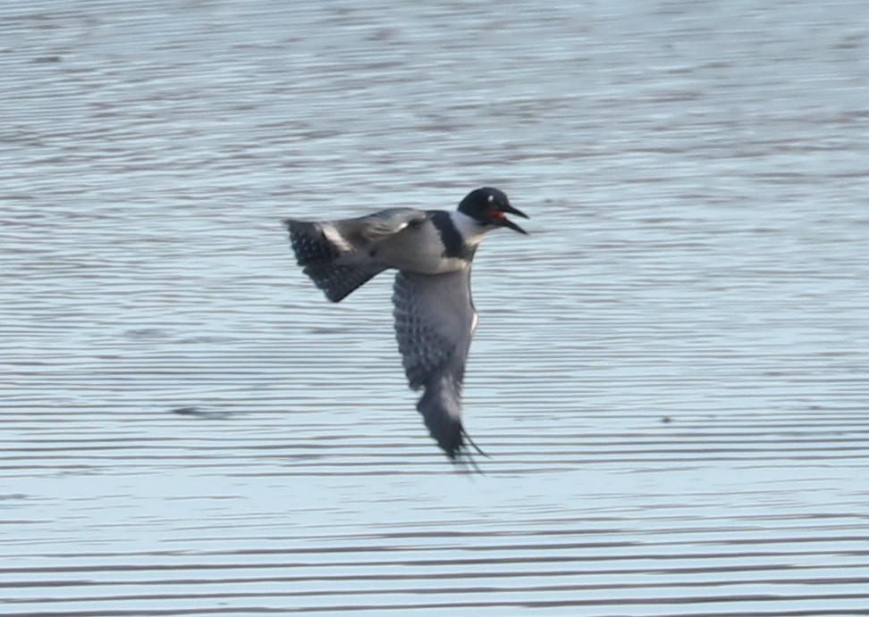 rybařík pruhoprsý - ML645546375