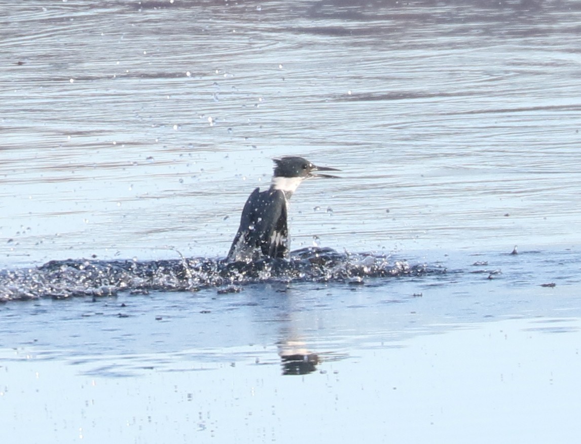 rybařík pruhoprsý - ML645546376