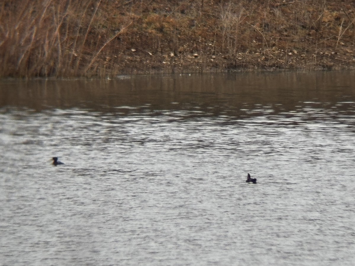 morčák chocholatý - ML645546377