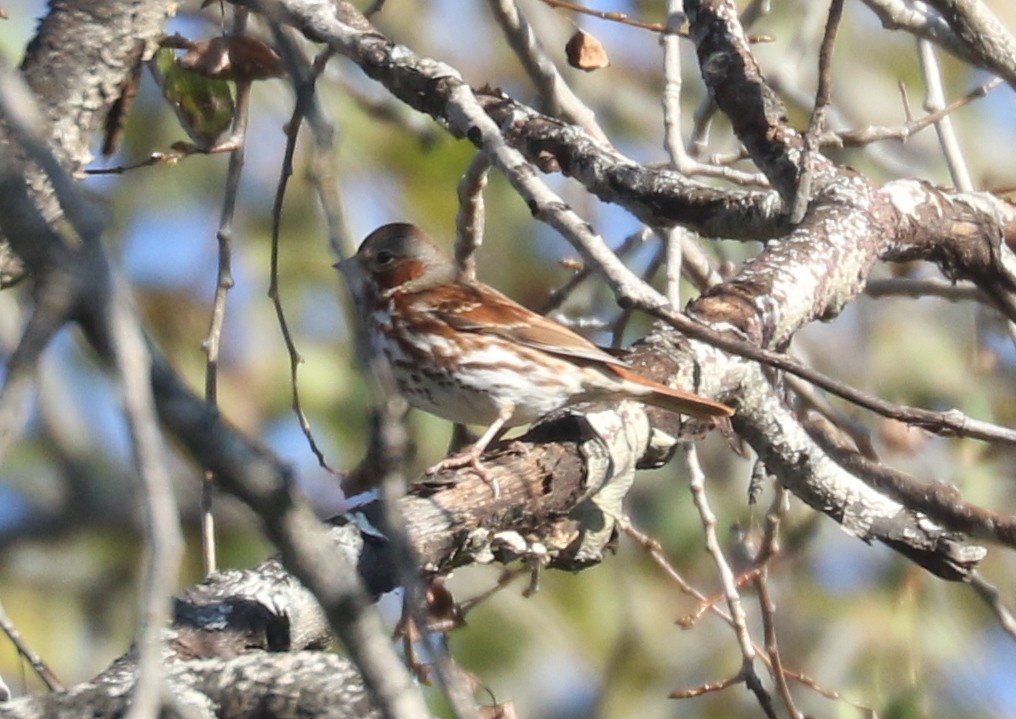 strnadec kaštanový (ssp. iliaca/zaboria) - ML645546378