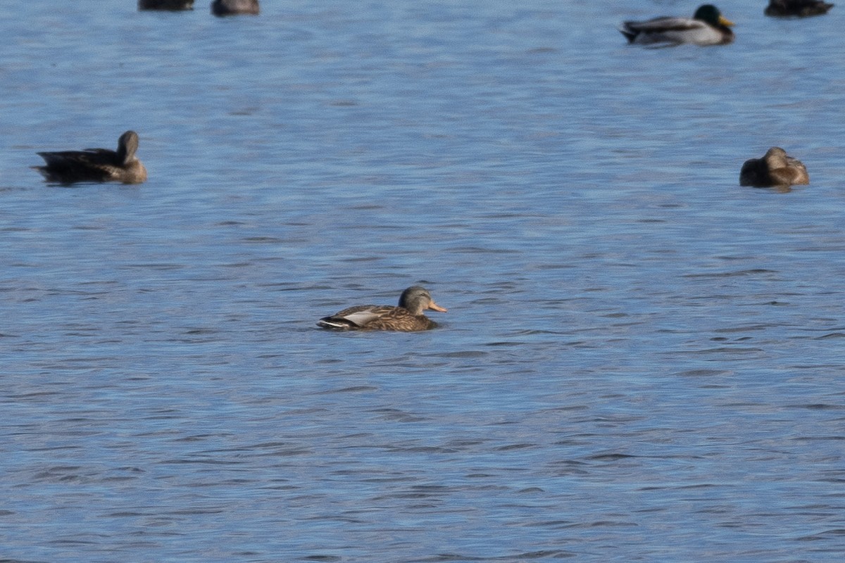 plovavá kachna sp. - ML645546379