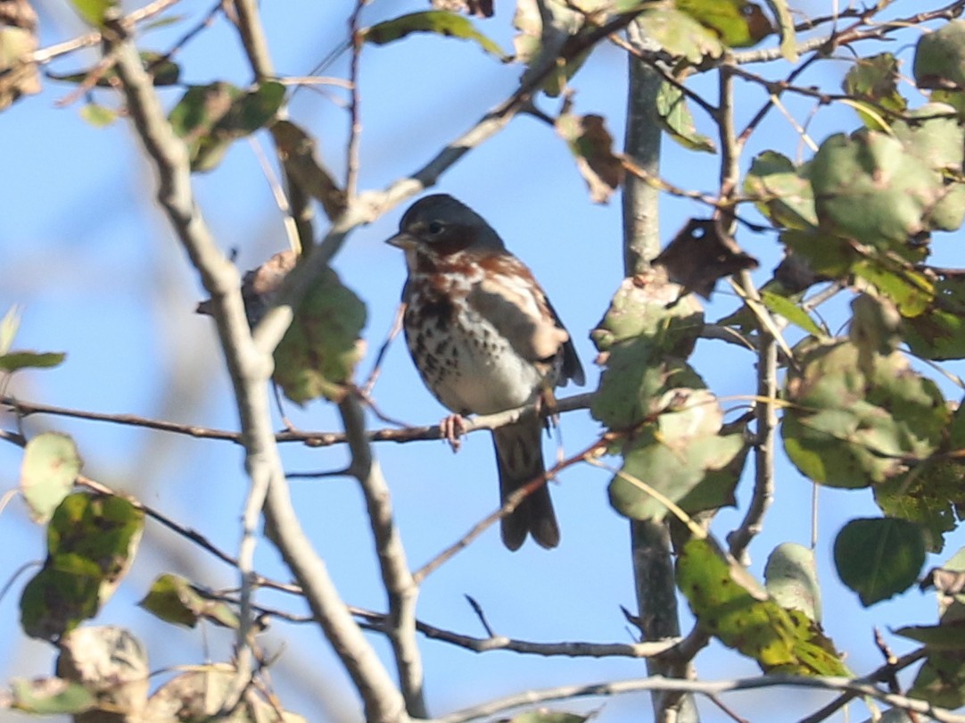 strnadec kaštanový (ssp. iliaca/zaboria) - ML645546380