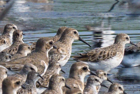 jespák obecný - ML645546381