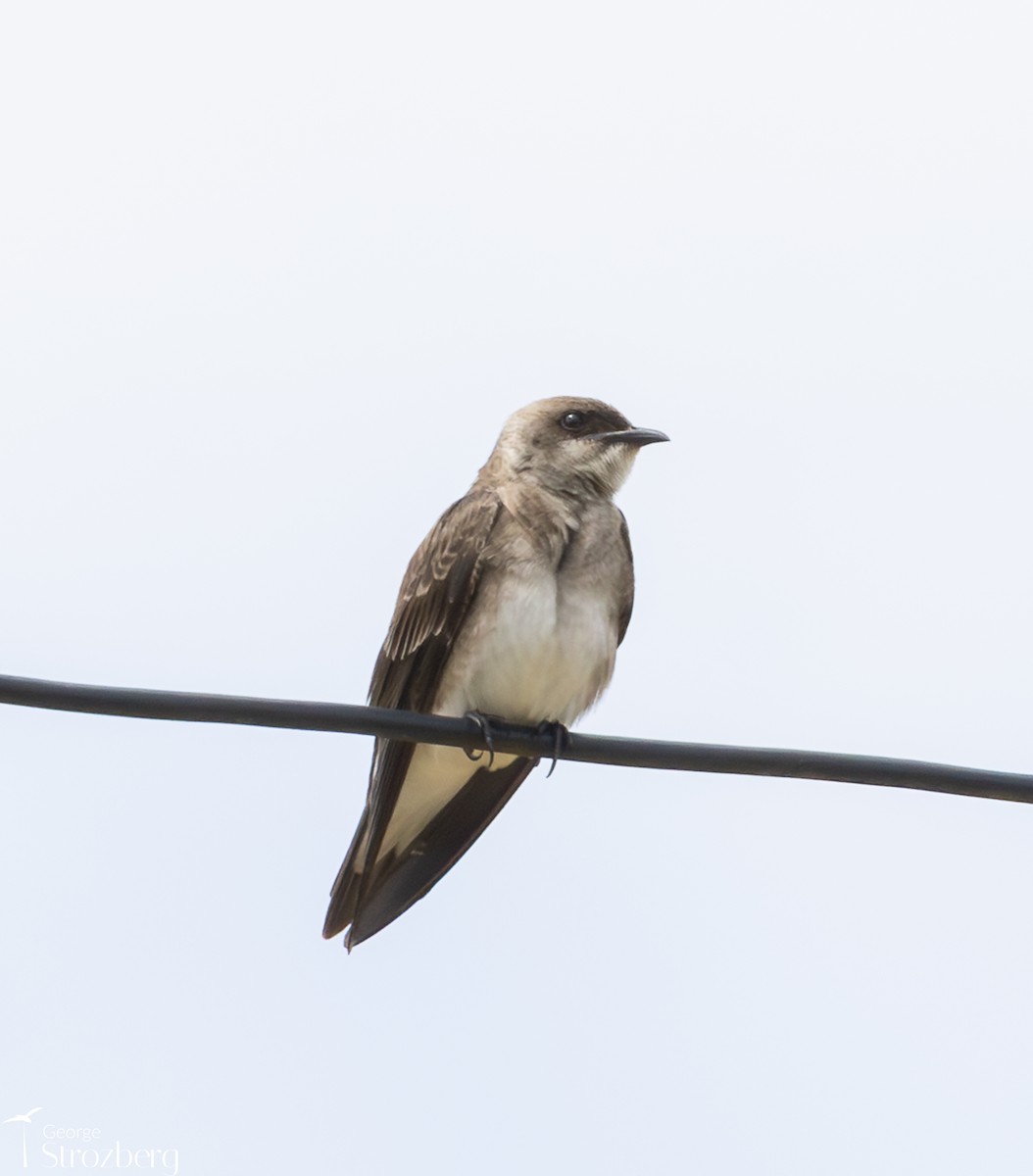 jiřička hnědoprsá - ML645546382