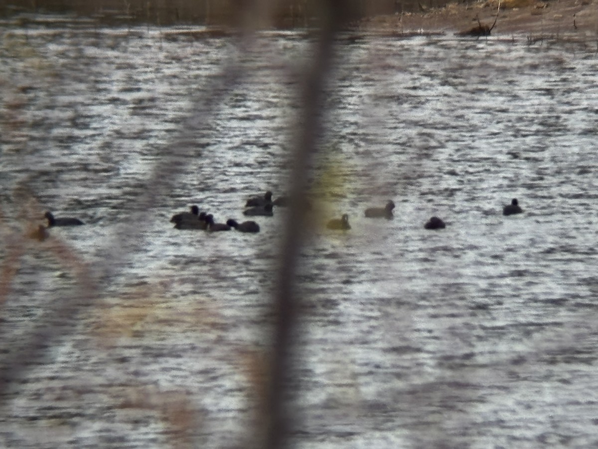 lyska americká - ML645546385