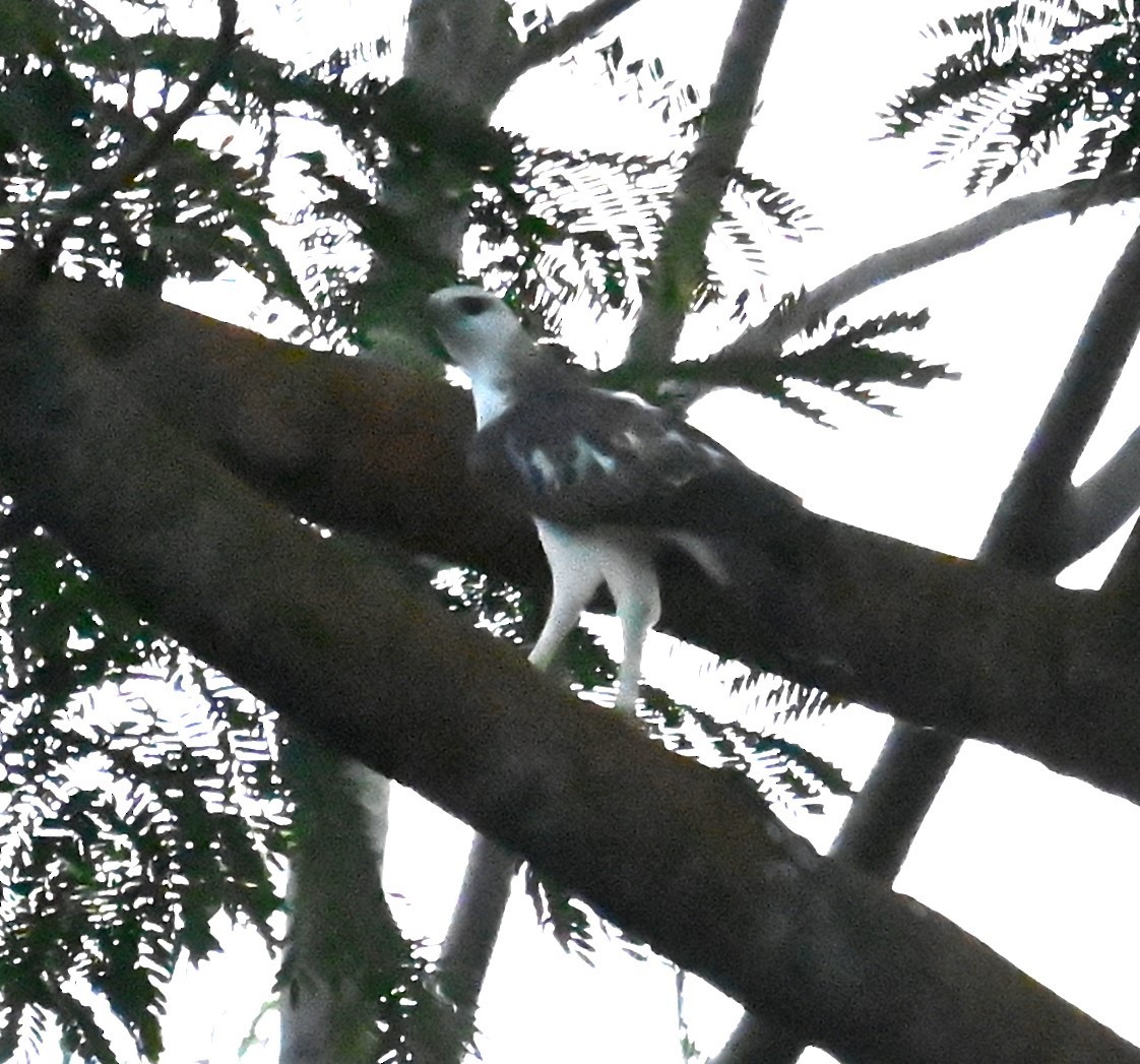 orel proměnlivý - ML645546386