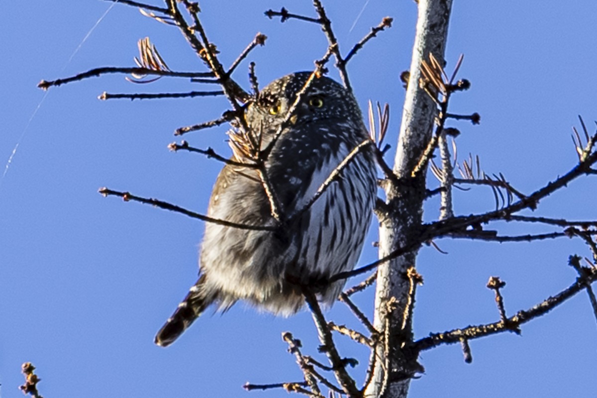 kulíšek mexický - ML645546387