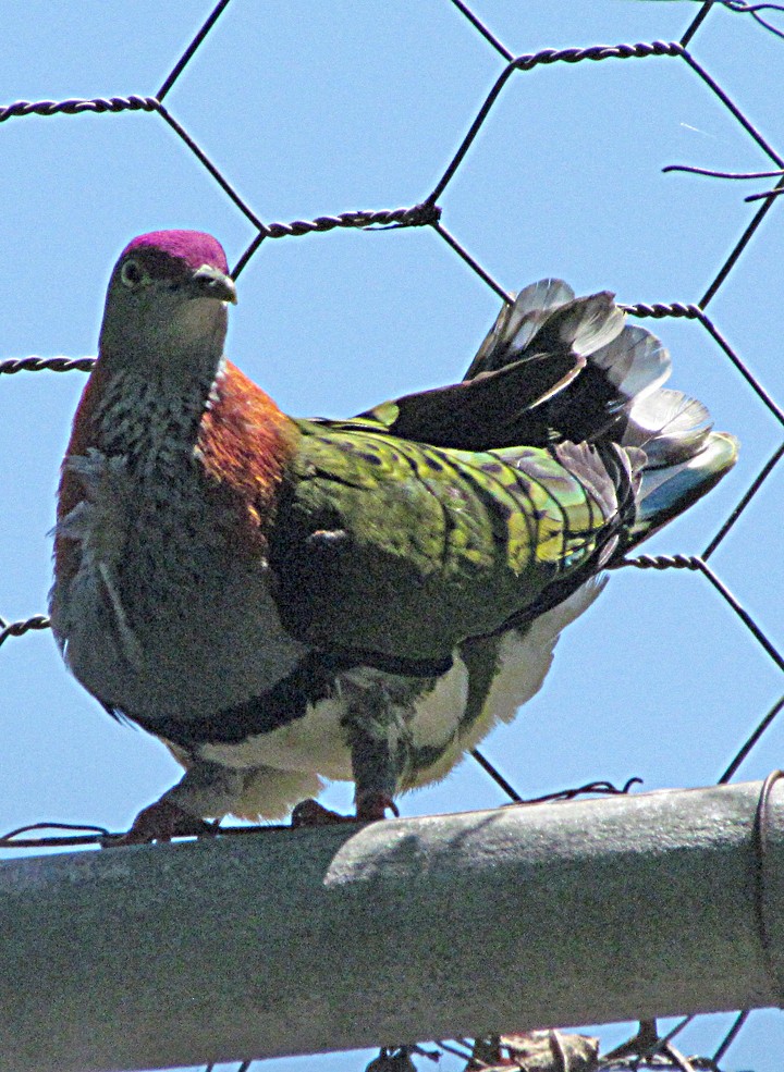 holub nádherný - ML645546391