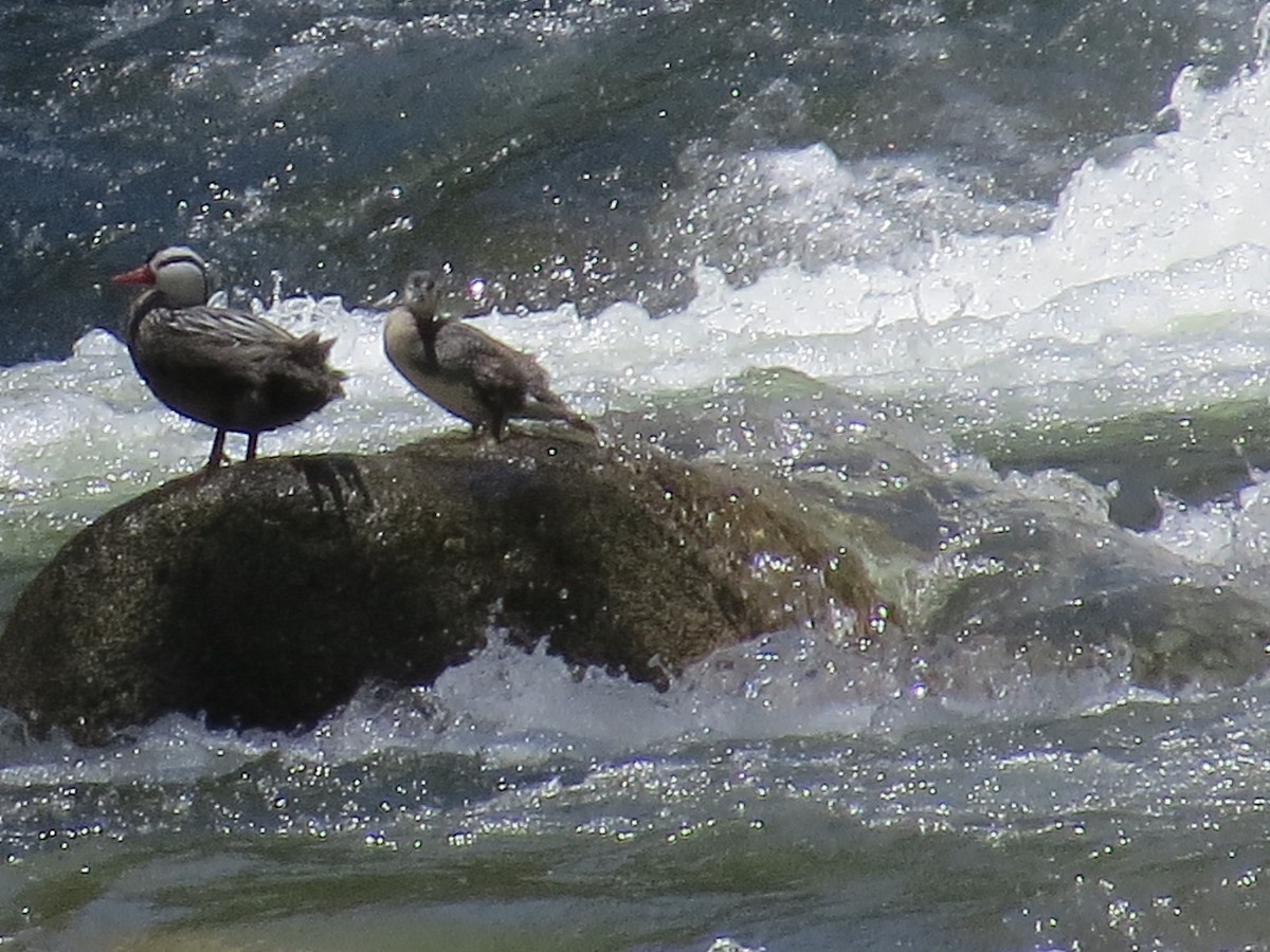 kachna bystřinná - ML645546392