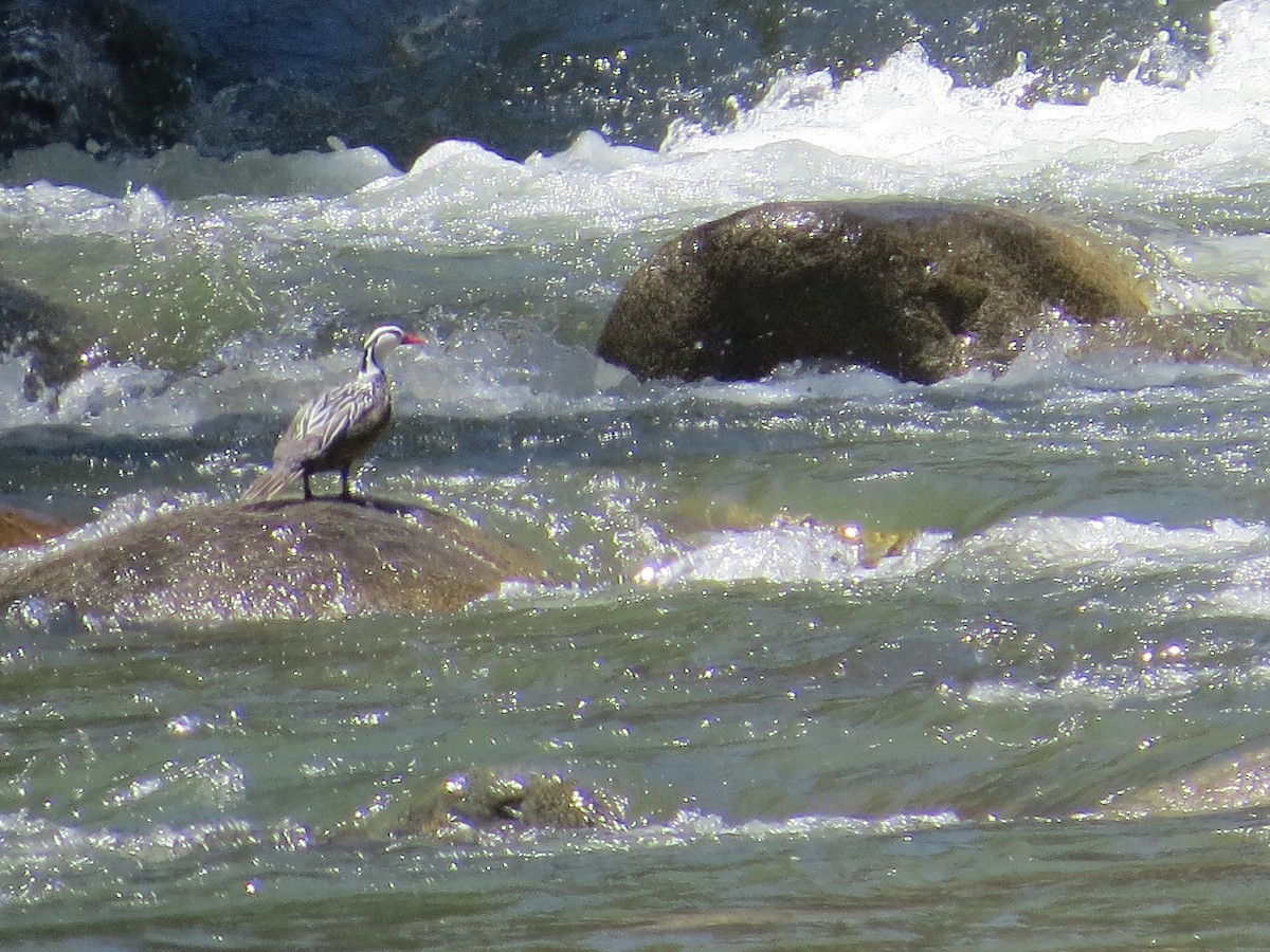 kachna bystřinná - ML645546394