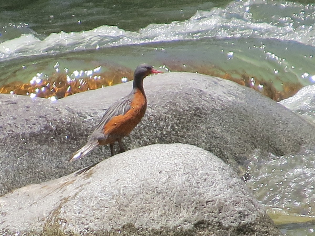 kachna bystřinná - ML645546395