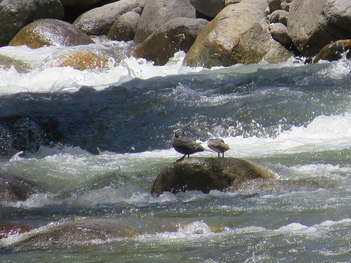 kachna bystřinná - ML645546396