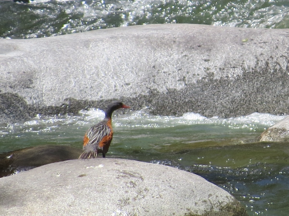 kachna bystřinná - ML645546397