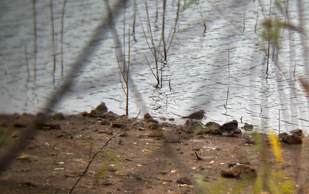 kulík rezavoocasý - ML645546398