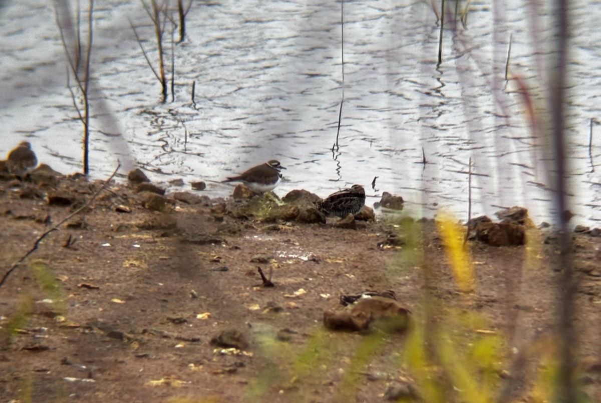 Wilson's Snipe - ML645546403