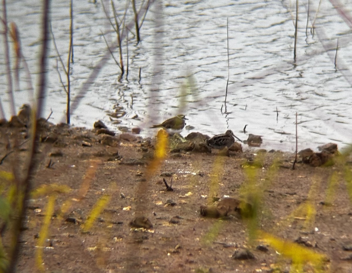 Wilson's Snipe - ML645546404
