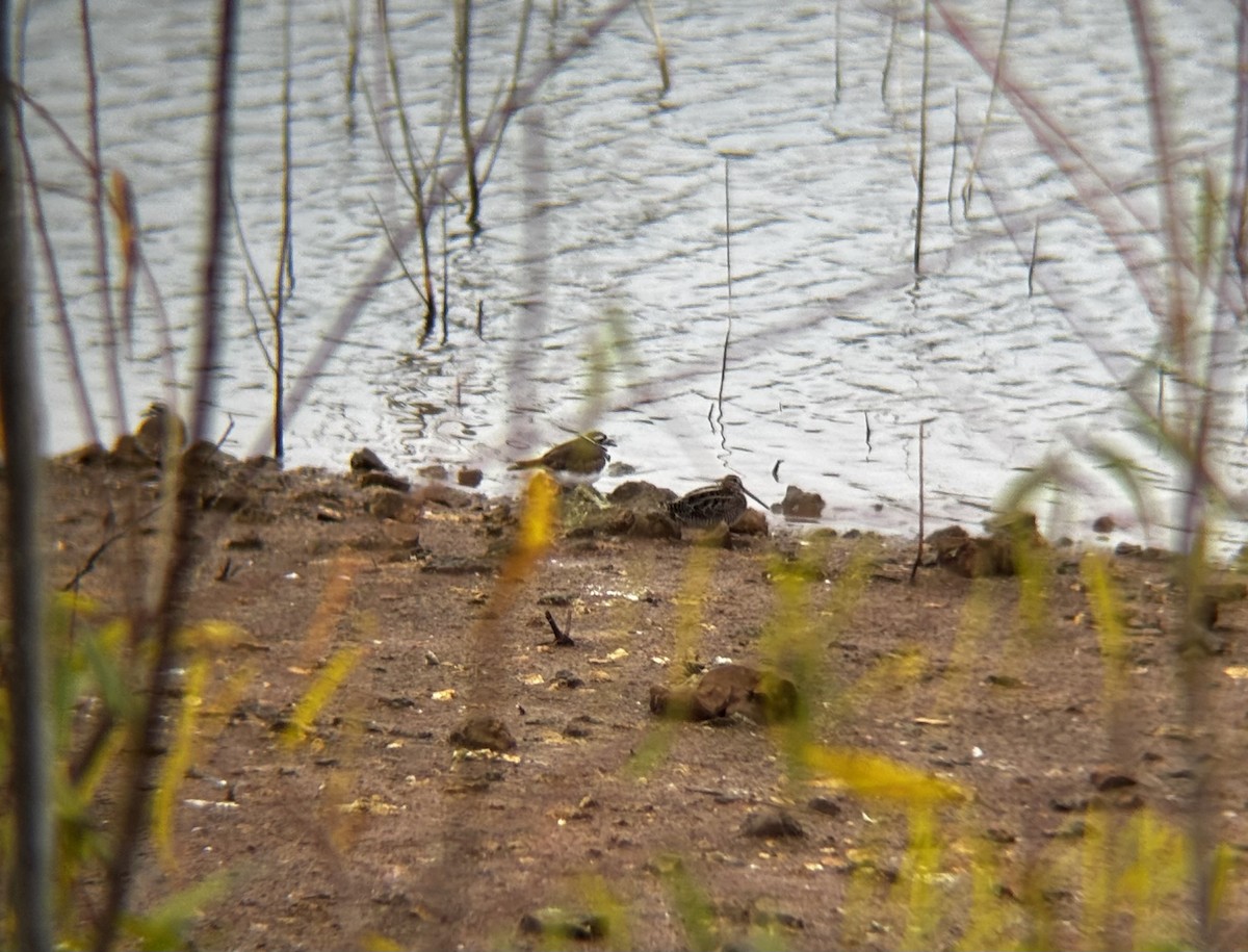 Wilson's Snipe - ML645546405