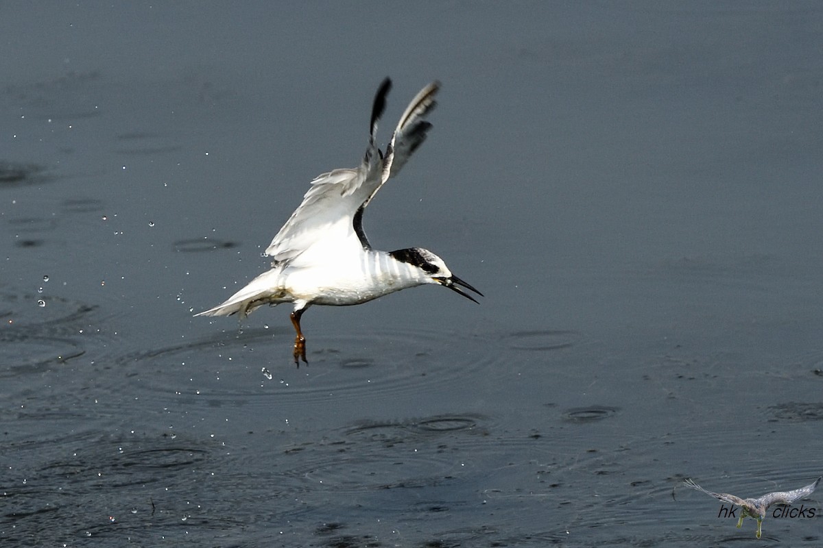 Little Tern - ML645546407