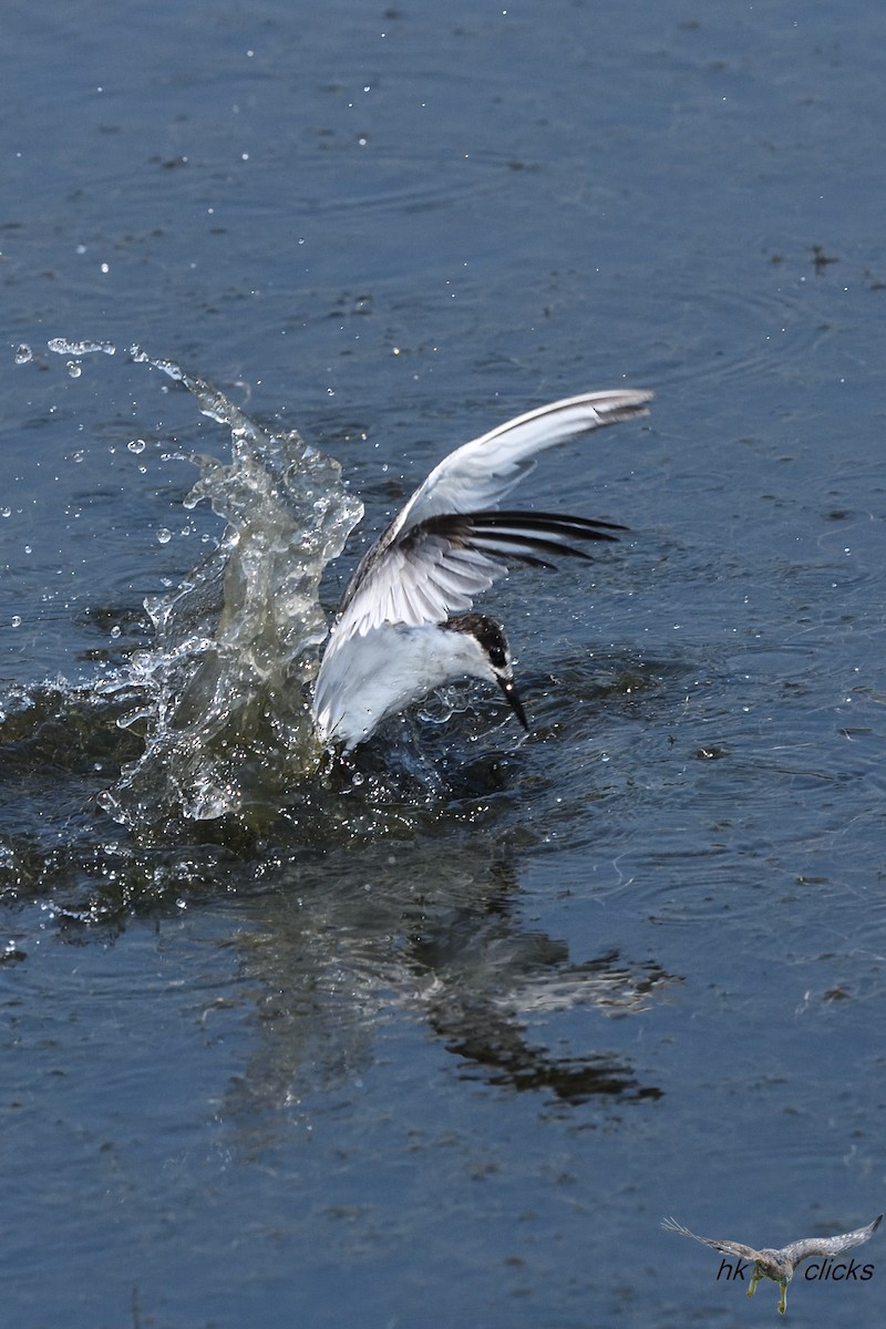 Little Tern - ML645546408
