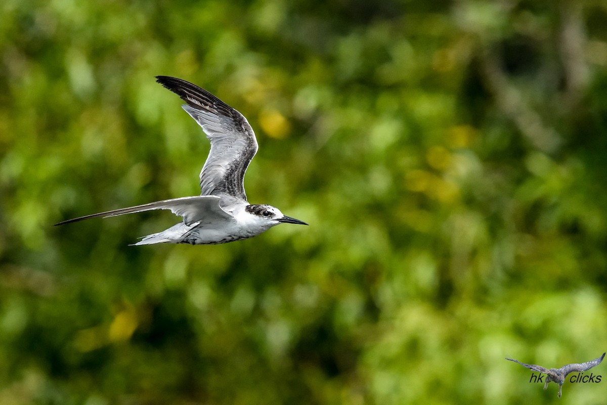 Little Tern - ML645546409