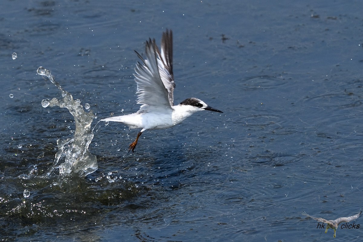Little Tern - ML645546410