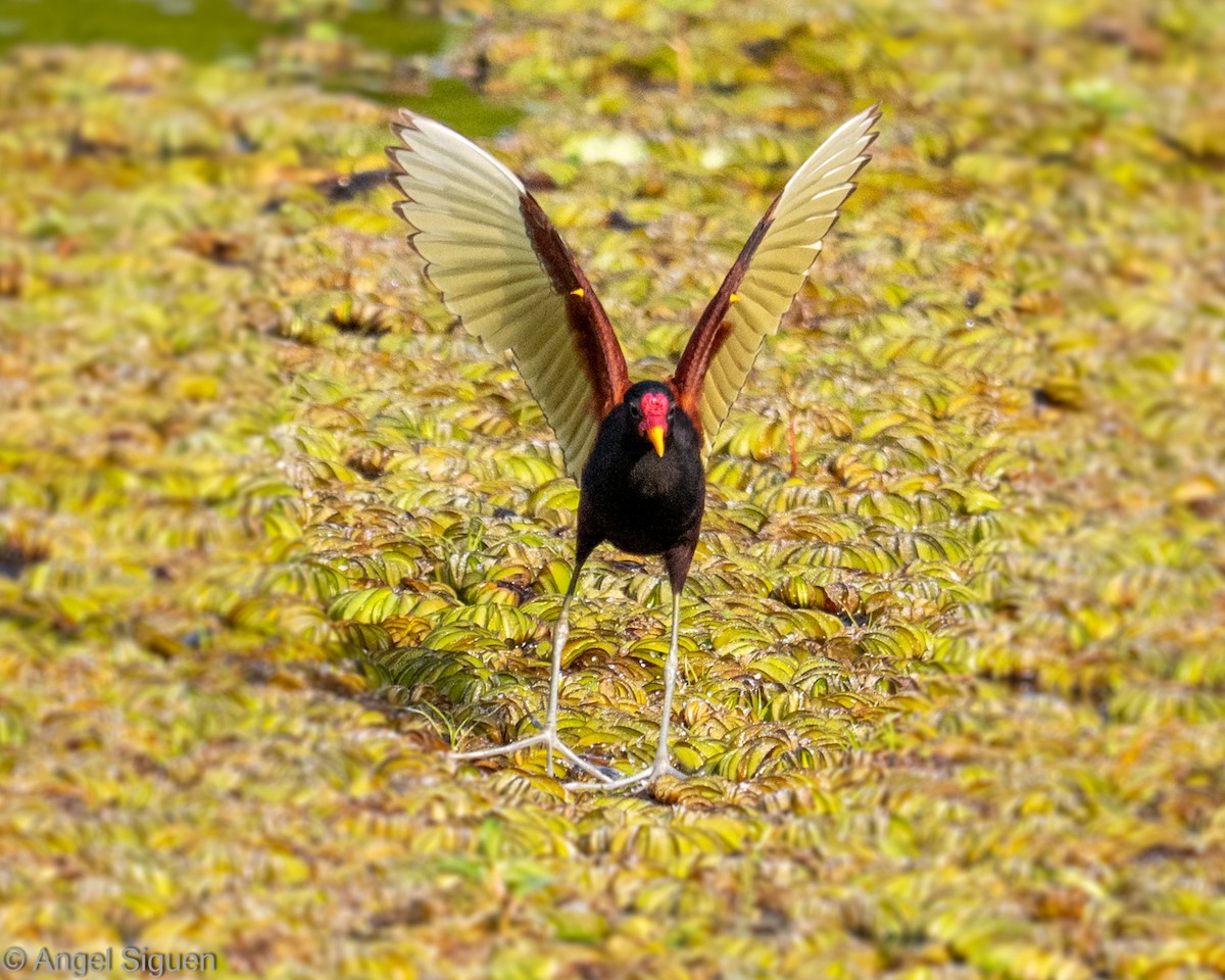 Wattled Jacana - ML645546414