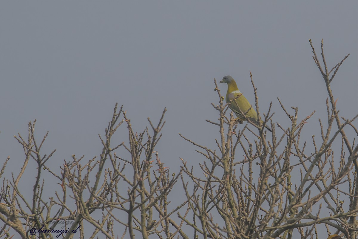 Yellow-footed Green-Pigeon - ML645546415