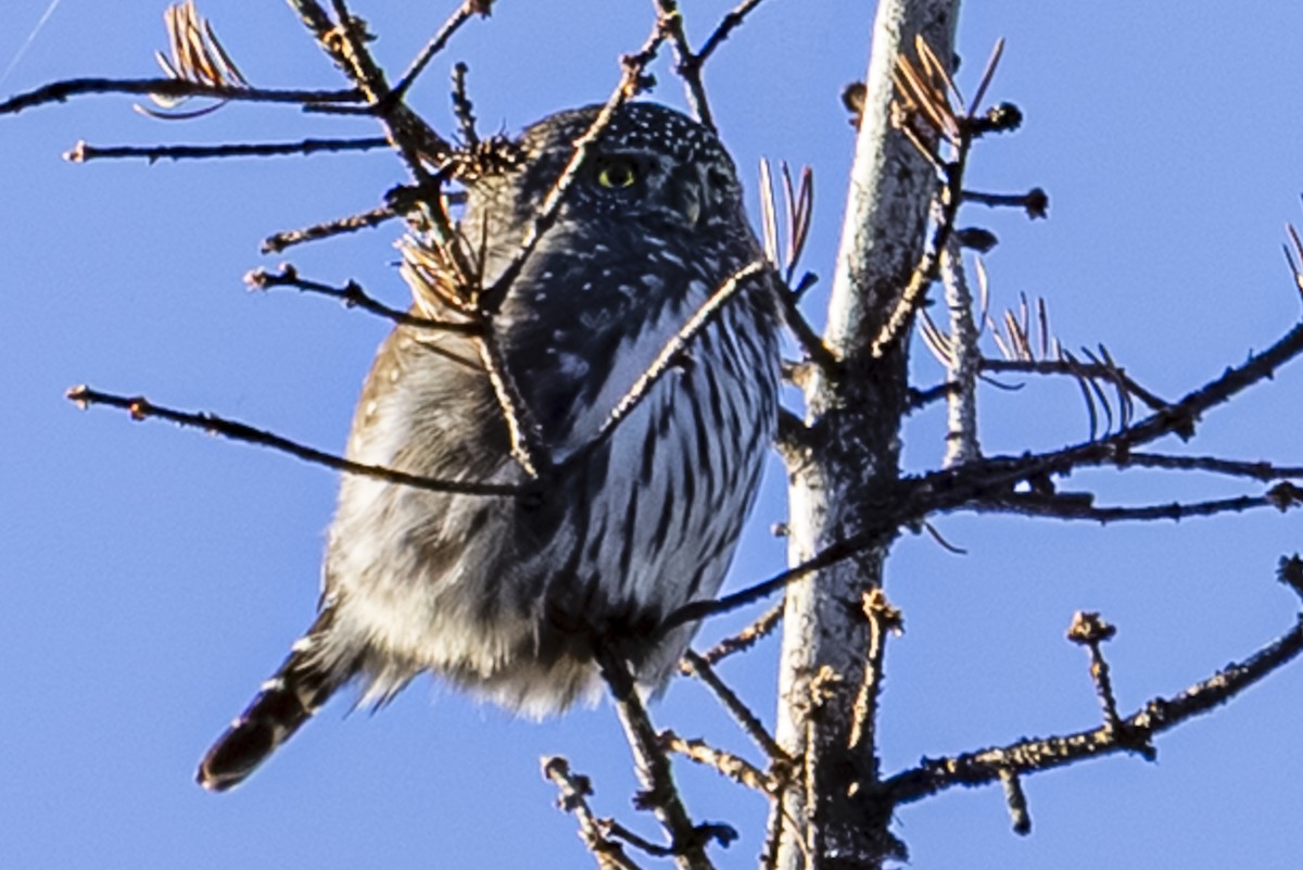 Northern Pygmy-Owl - ML645546416