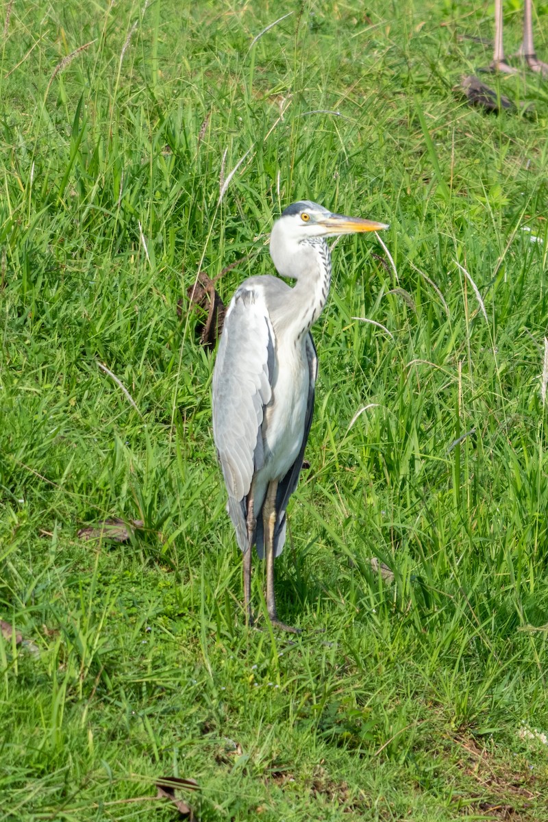 Gray Heron - ML645546417