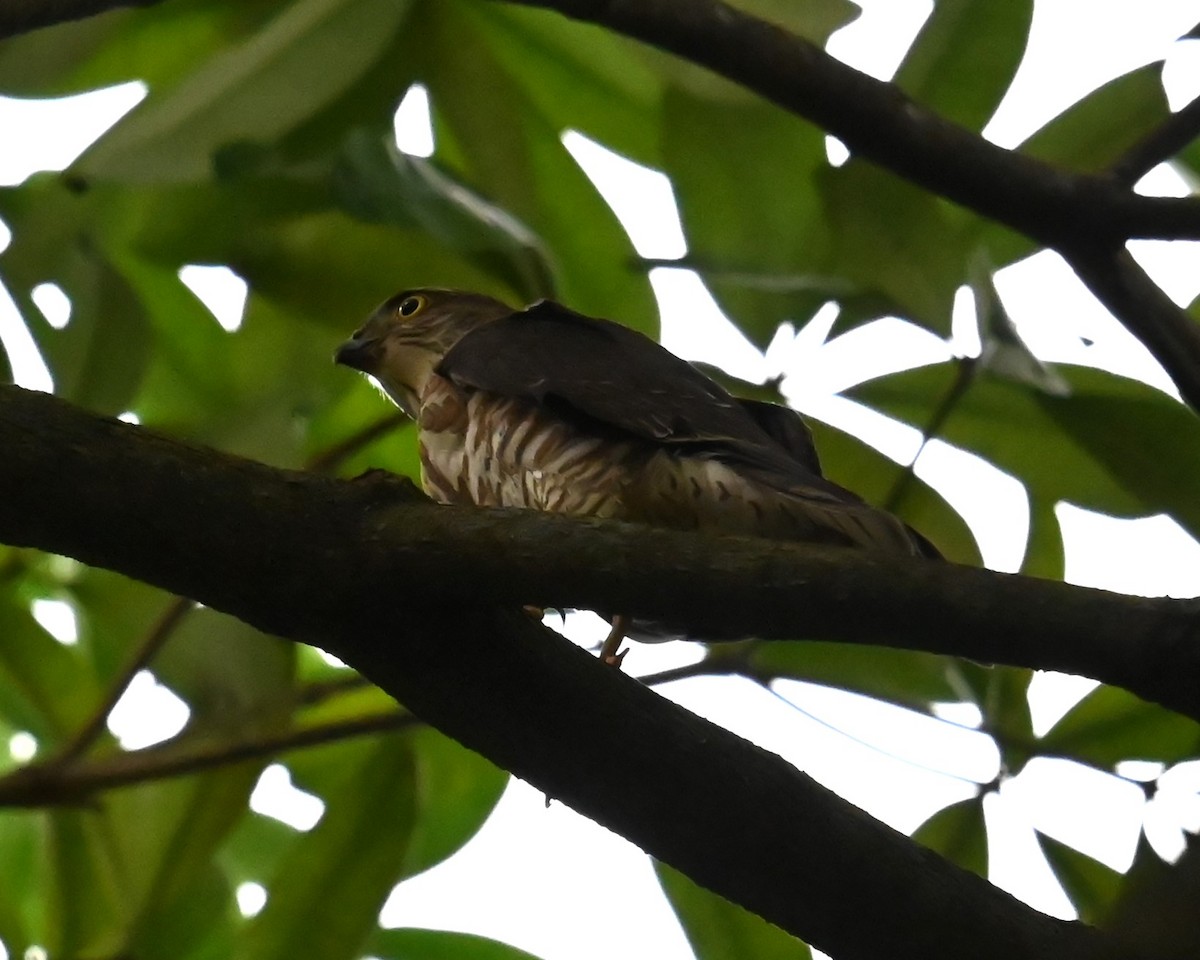 Crested Goshawk - ML645546418