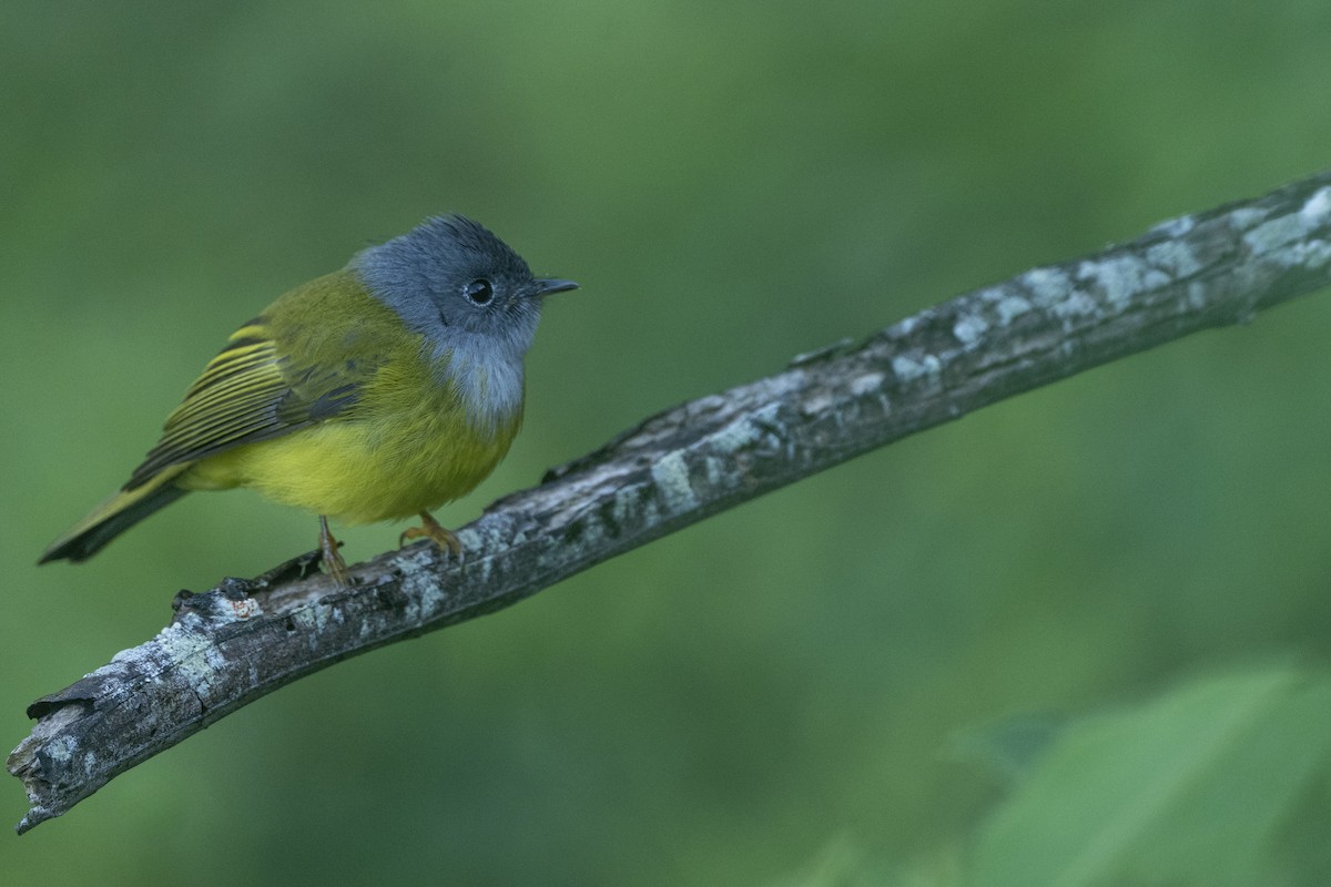 Gray-headed Canary-Flycatcher - ML645546419