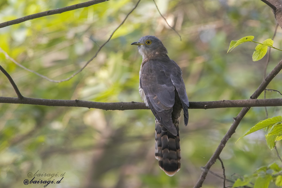 Common Hawk-Cuckoo - ML645546420