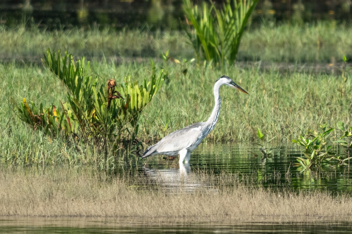 Gray Heron - ML645546421