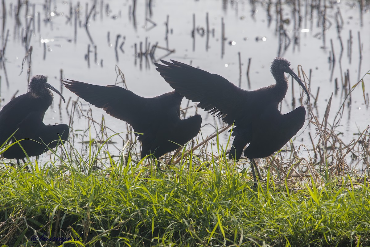 Glossy Ibis - ML645546422