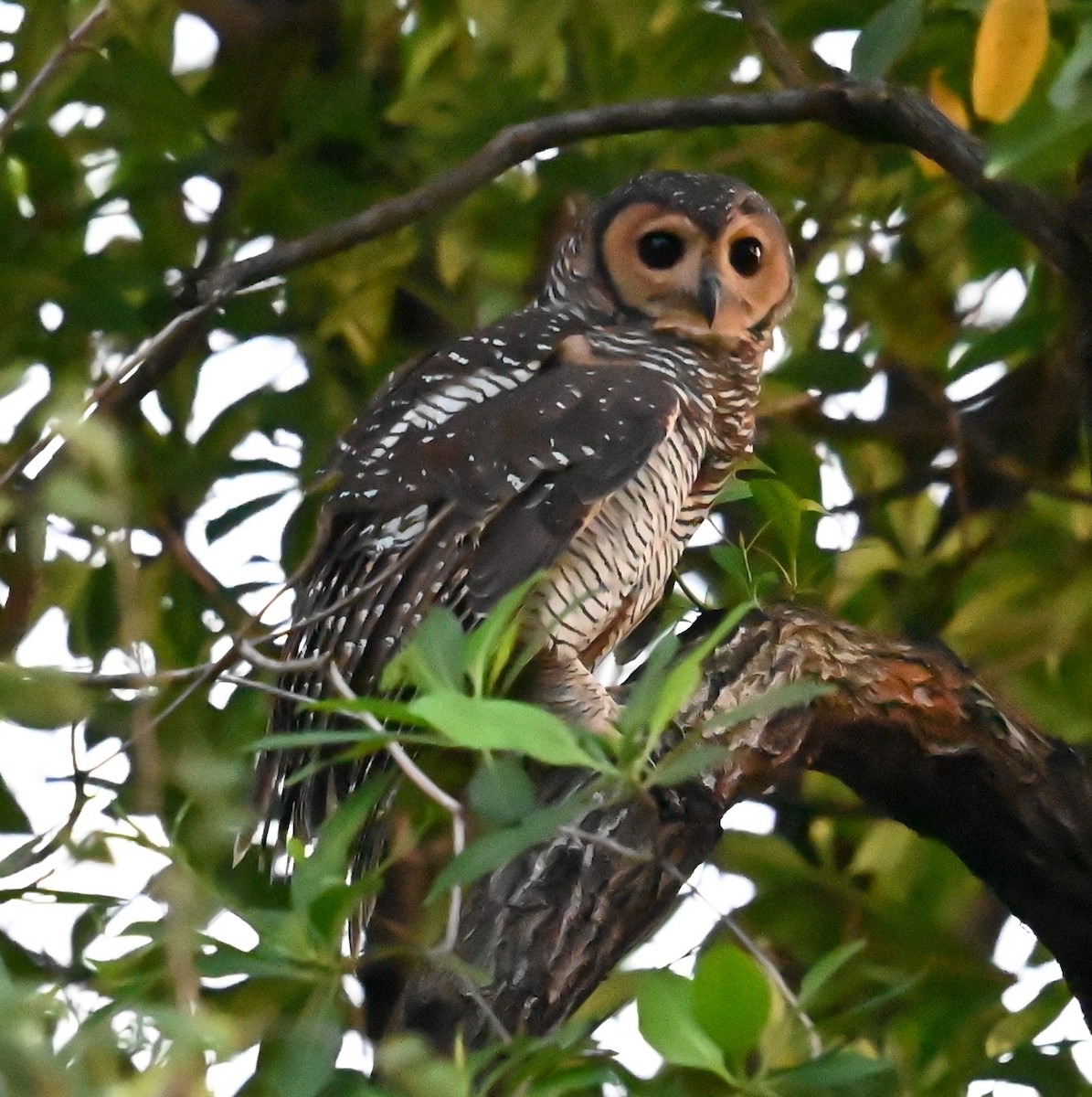 Spotted Wood-Owl - ML645546423